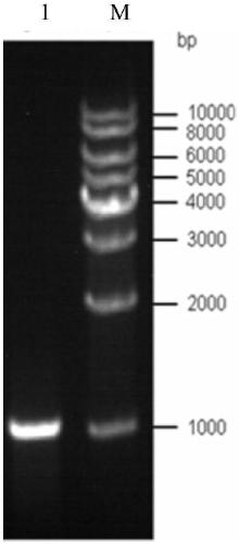 Marine low-temperature MDH (malate dehydrogenase) gene and recombinant expression vector thereof