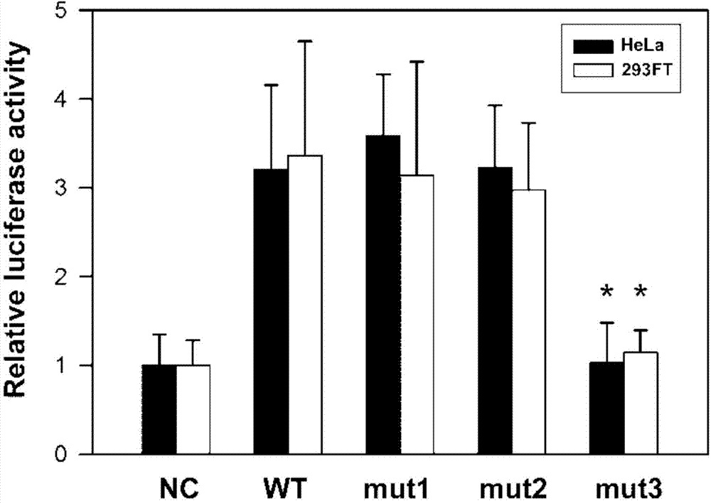 Male infertility related genetic marker