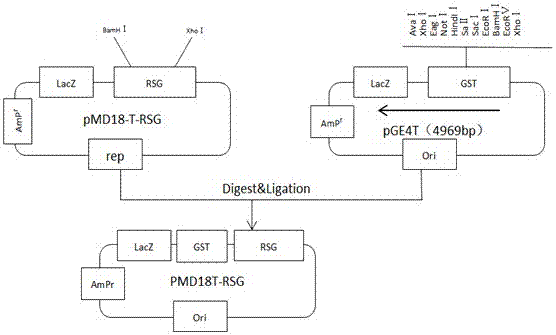 Plant expression vector of tobacco gibberellin synthetic transcription regulator gene and its application