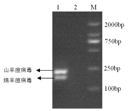 Goat pox virus and sheep pox virus dual-PCR (Polymerase Chain Reaction) detection kit and detection method