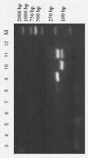 Goat pox virus and sheep pox virus dual-PCR (Polymerase Chain Reaction) detection kit and detection method