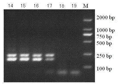 Goat pox virus and sheep pox virus dual-PCR (Polymerase Chain Reaction) detection kit and detection method