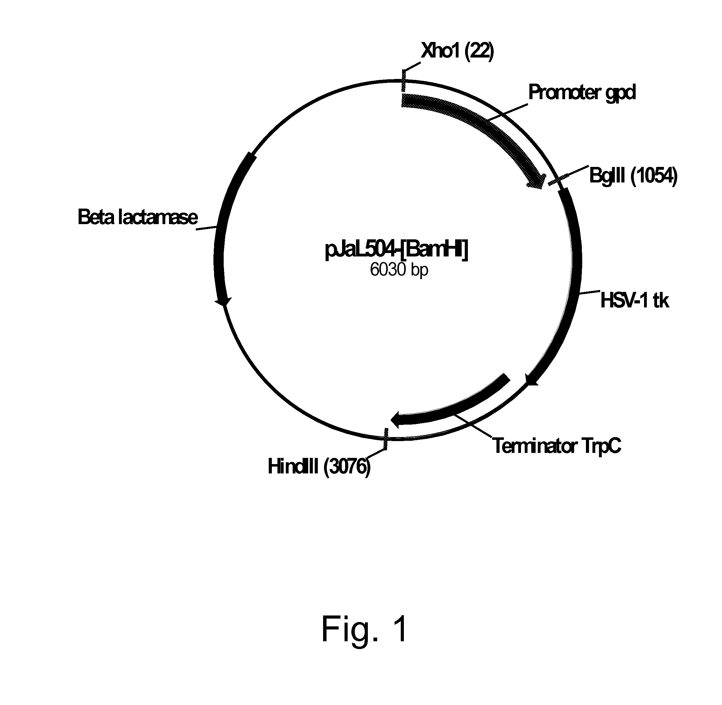 Methods for using positively and negatively selectable genes in a filamentous fungal cell