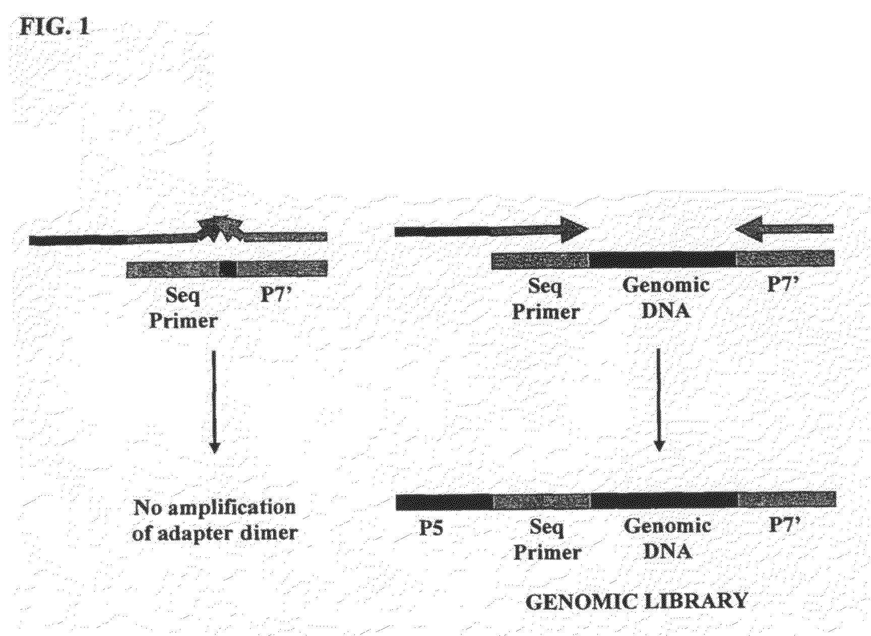 Method of library preparation avoiding the formation of adaptor dimers