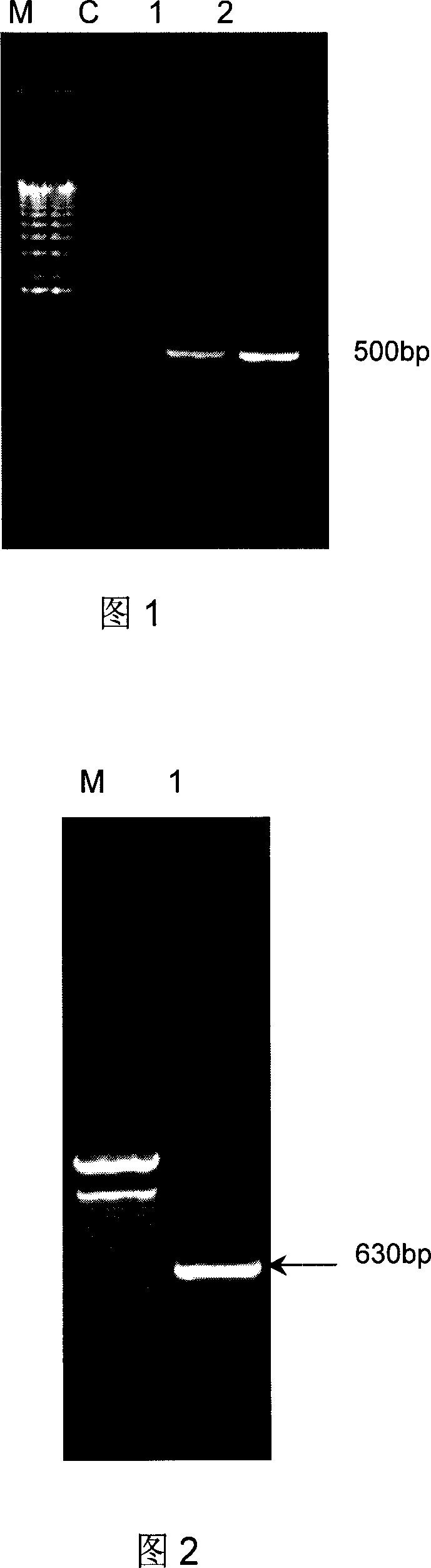 Recombinant human esoderma colyone adenovirus, and its preparing method and use