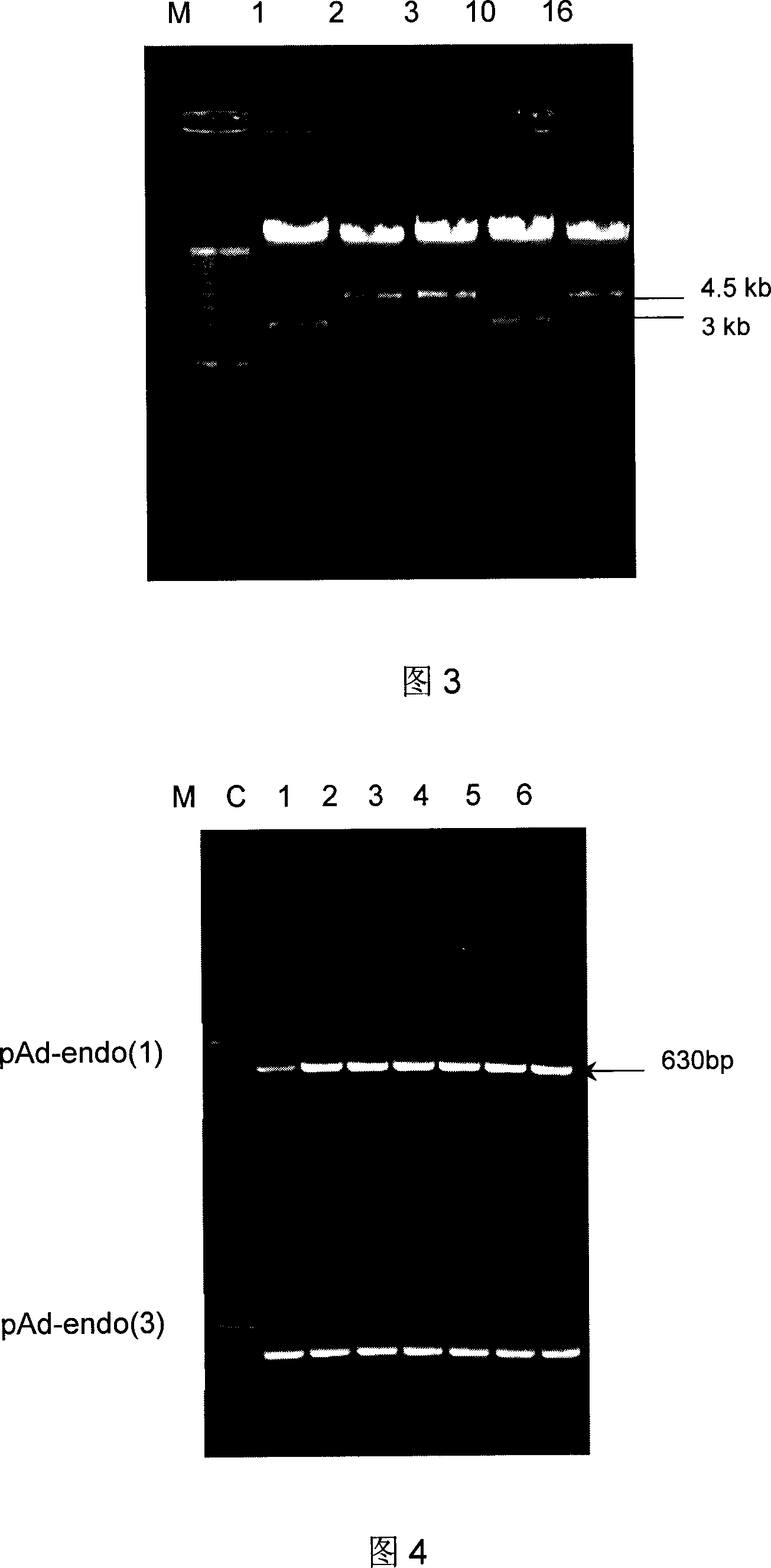 Recombinant human esoderma colyone adenovirus, and its preparing method and use