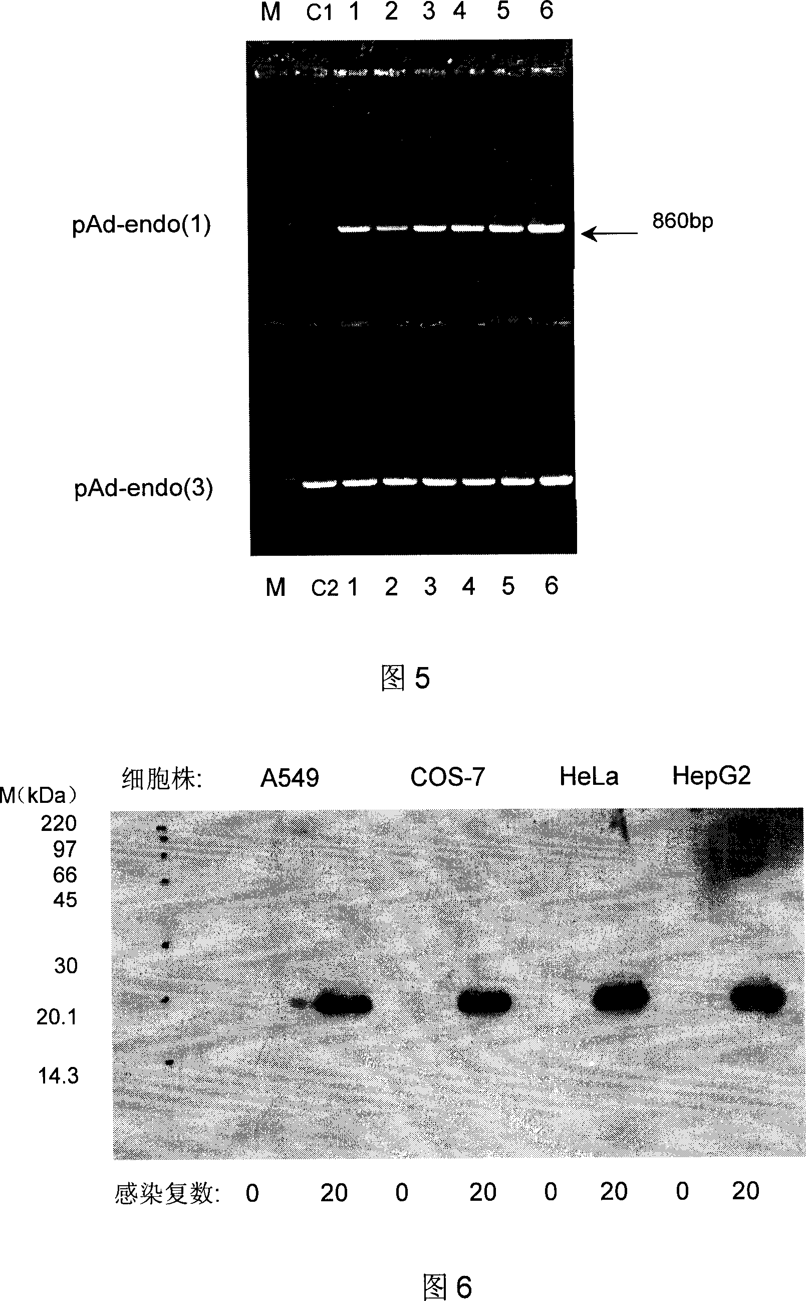 Recombinant human esoderma colyone adenovirus, and its preparing method and use