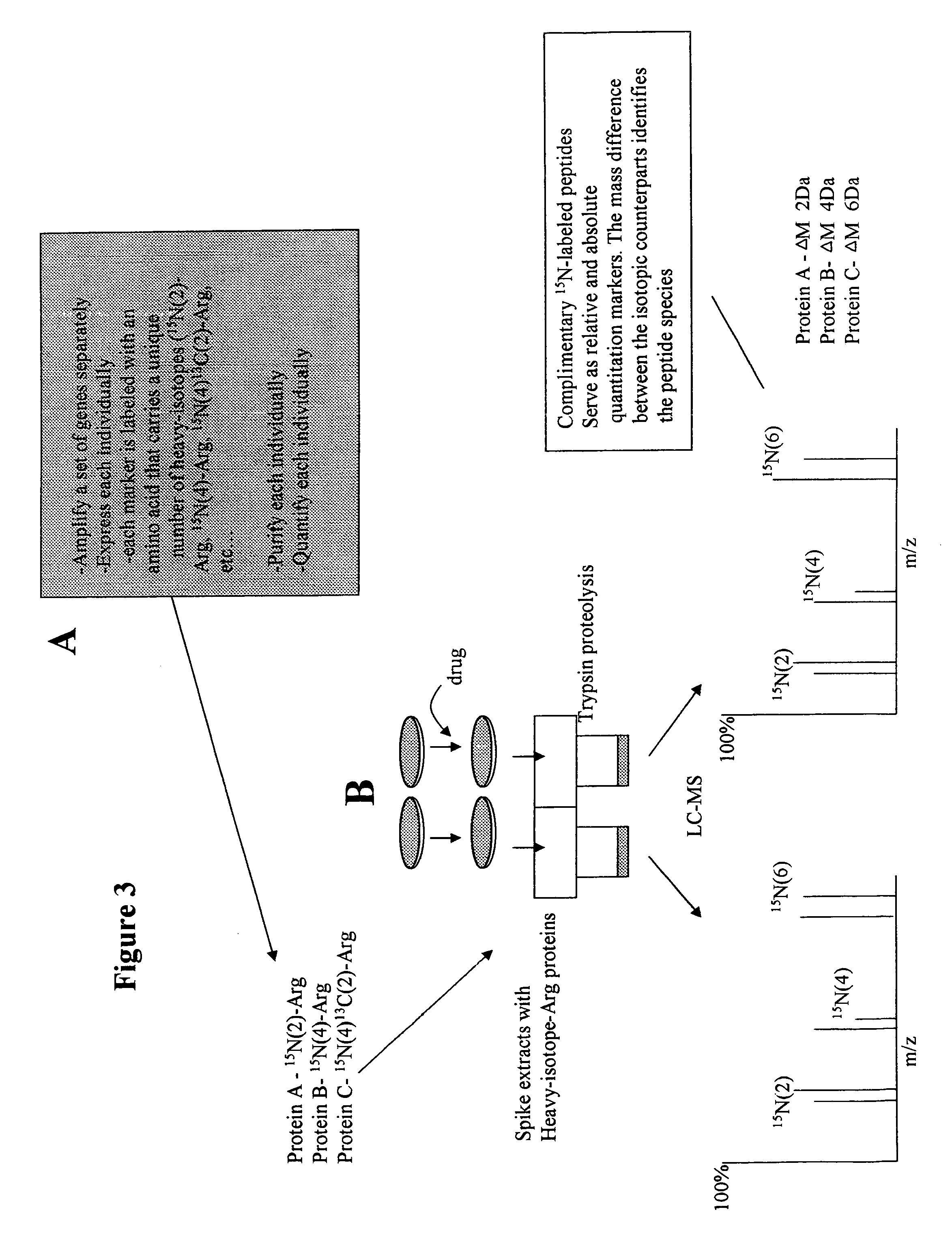 Isotopically-labeled proteome standards