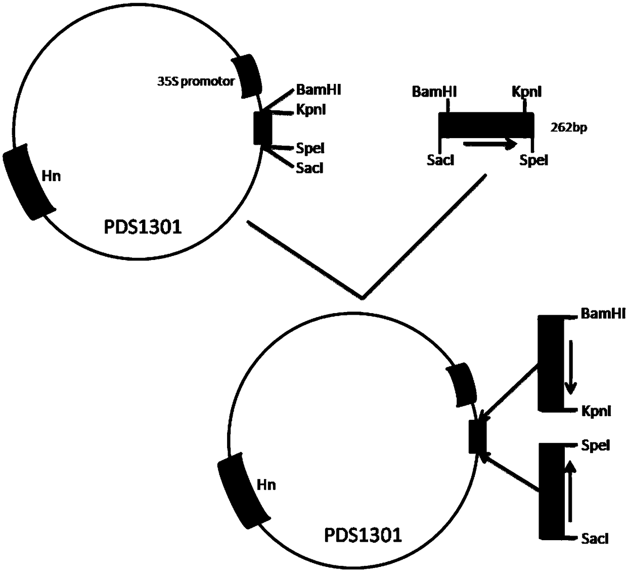 Rice gene OsPGSIP1 and application thereof