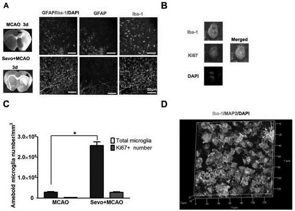 Application of sevoflurane to preparing nerve regeneration promoting medicine