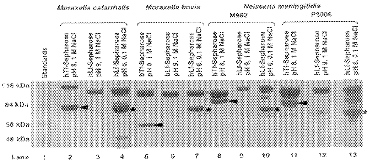 Lactoferrin receptor protein