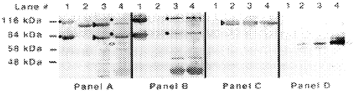 Lactoferrin receptor protein