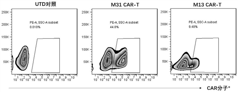 Bispecific chimeric antigen receptor targeting HIV-1 (human immunodeficiency virus-1) envelope protein as well as preparation method and application of bispecific chimeric antigen receptor