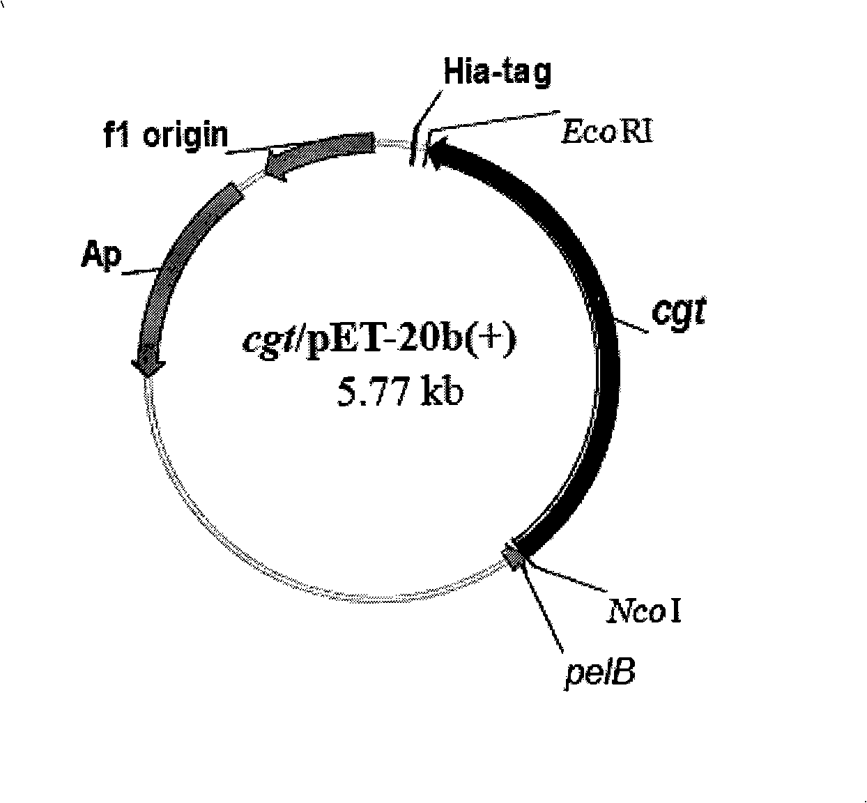 Alpha-cyclodextrin glucosyl transferase gene clone and expression