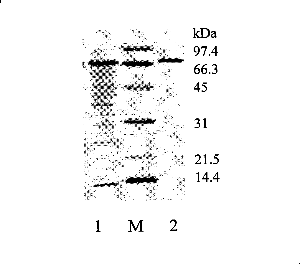 Alpha-cyclodextrin glucosyl transferase gene clone and expression