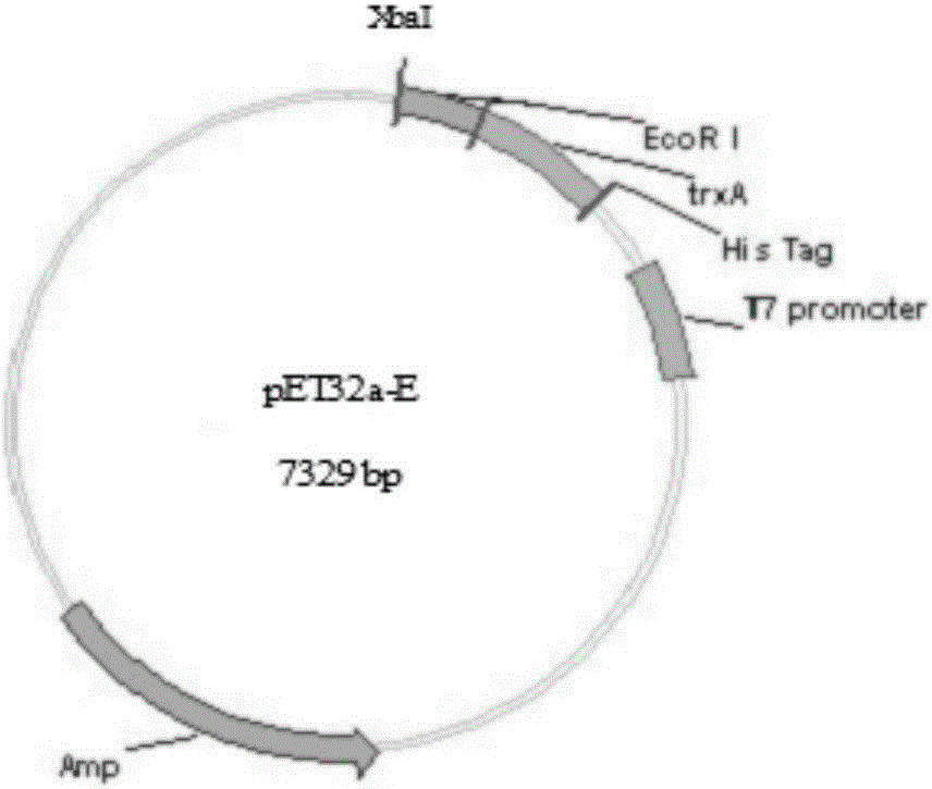 Duck Tembusu virus envelope e protein specific binding peptide and its application