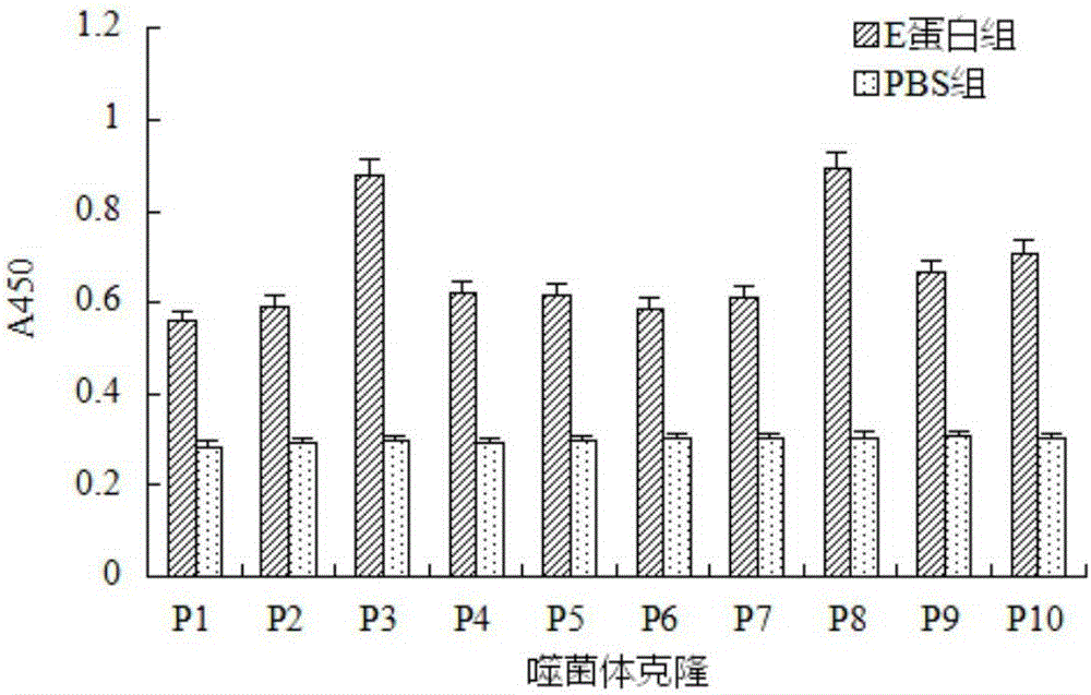 Duck Tembusu virus envelope e protein specific binding peptide and its application