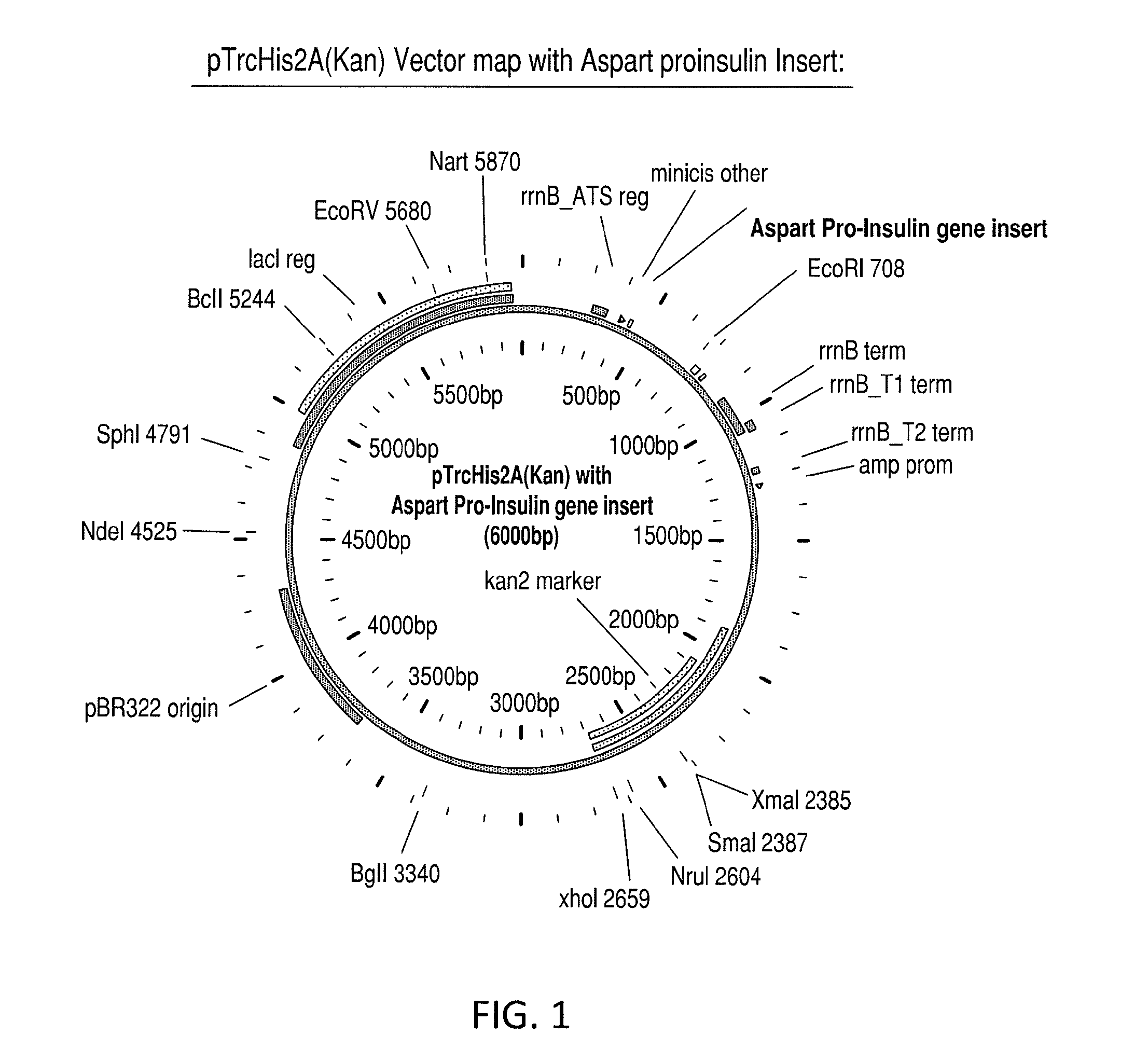 Aspart proinsulin compositions and methods of producing aspart insulin analogs