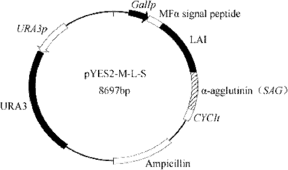 Method for catalytically synthesizing conjugated linoleic acid by saccharomyces cerevisiae display linoleic acid isomerase