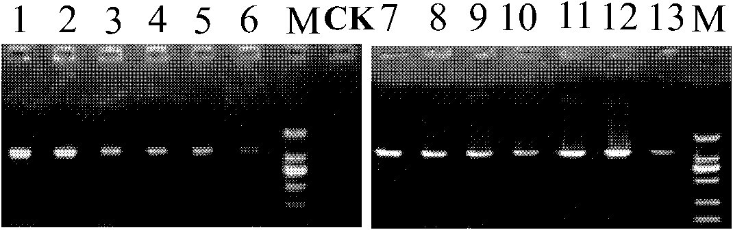 Method for catalytically synthesizing conjugated linoleic acid by saccharomyces cerevisiae display linoleic acid isomerase