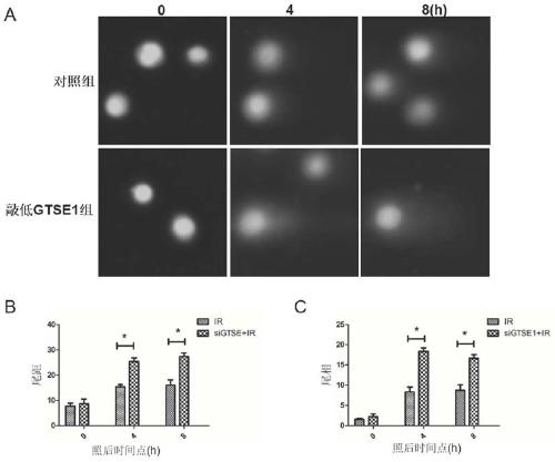 Application of reagent for inhibiting or down-regulating expression of GTSE1 gene in preparation of tumor radiotherapy sensitization drug