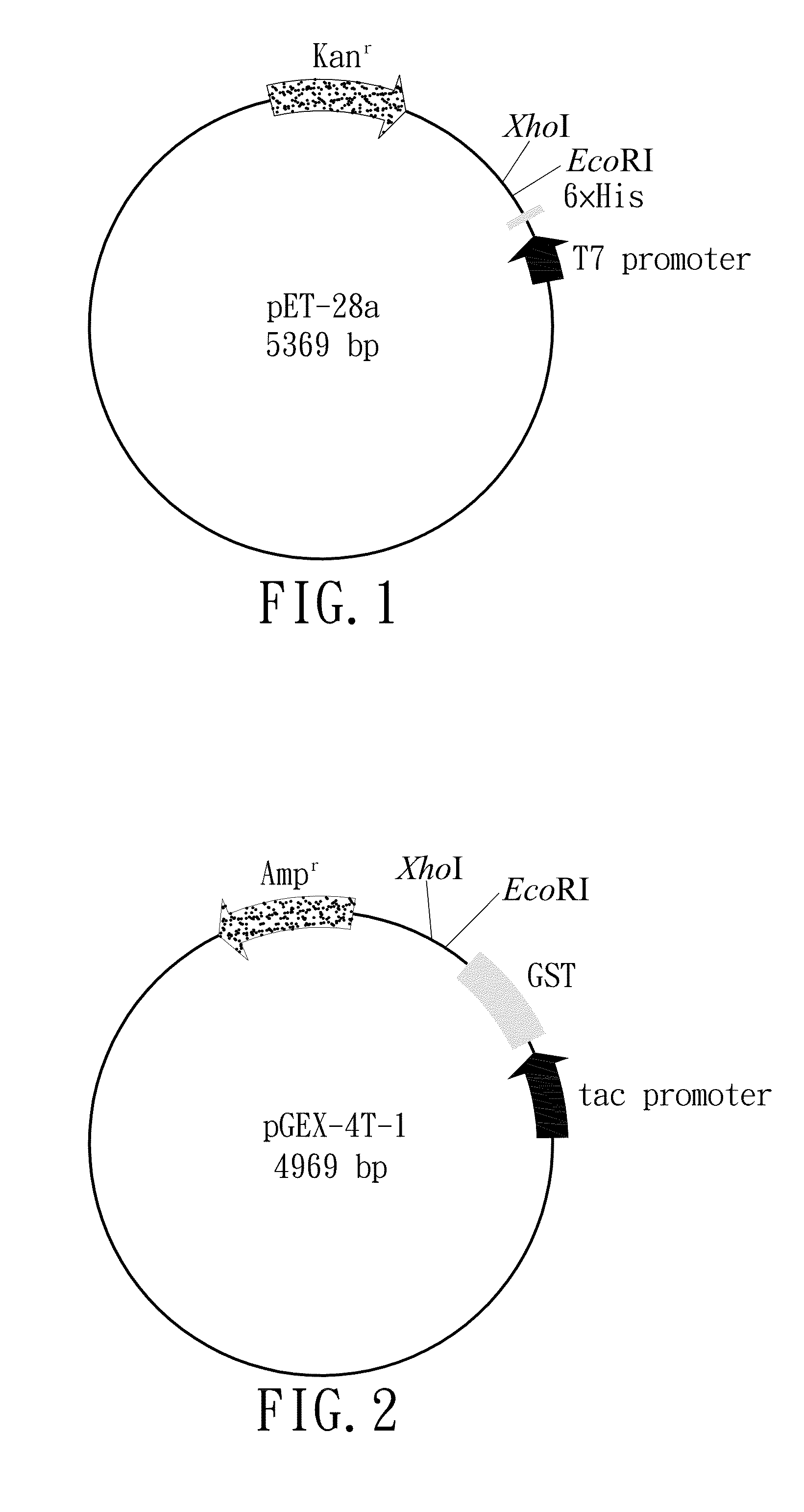 Nucleic acid construct, recombinant vector, and recombinant e. coli producing chicken anemia virus vp1 protein