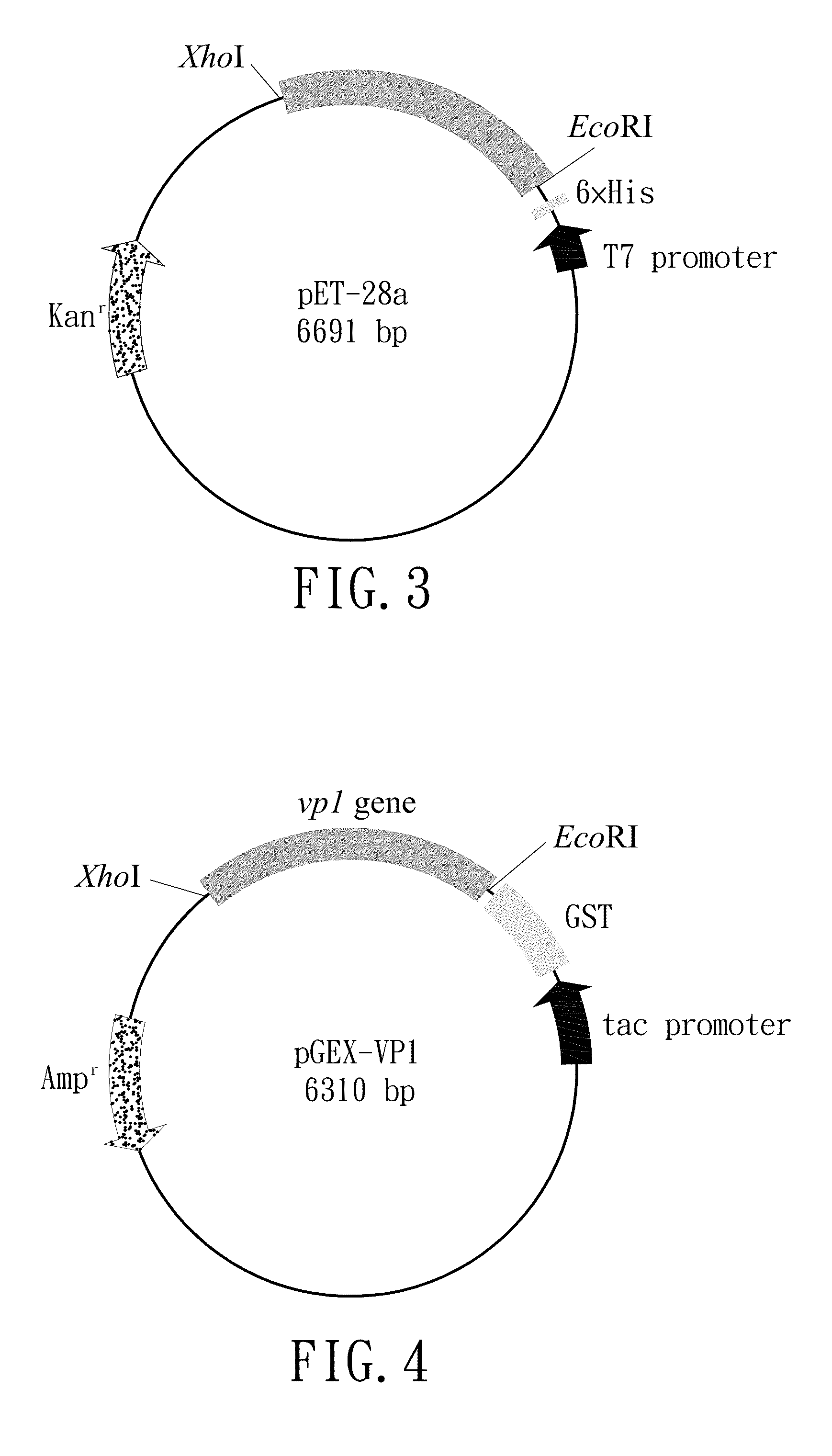 Nucleic acid construct, recombinant vector, and recombinant e. coli producing chicken anemia virus vp1 protein