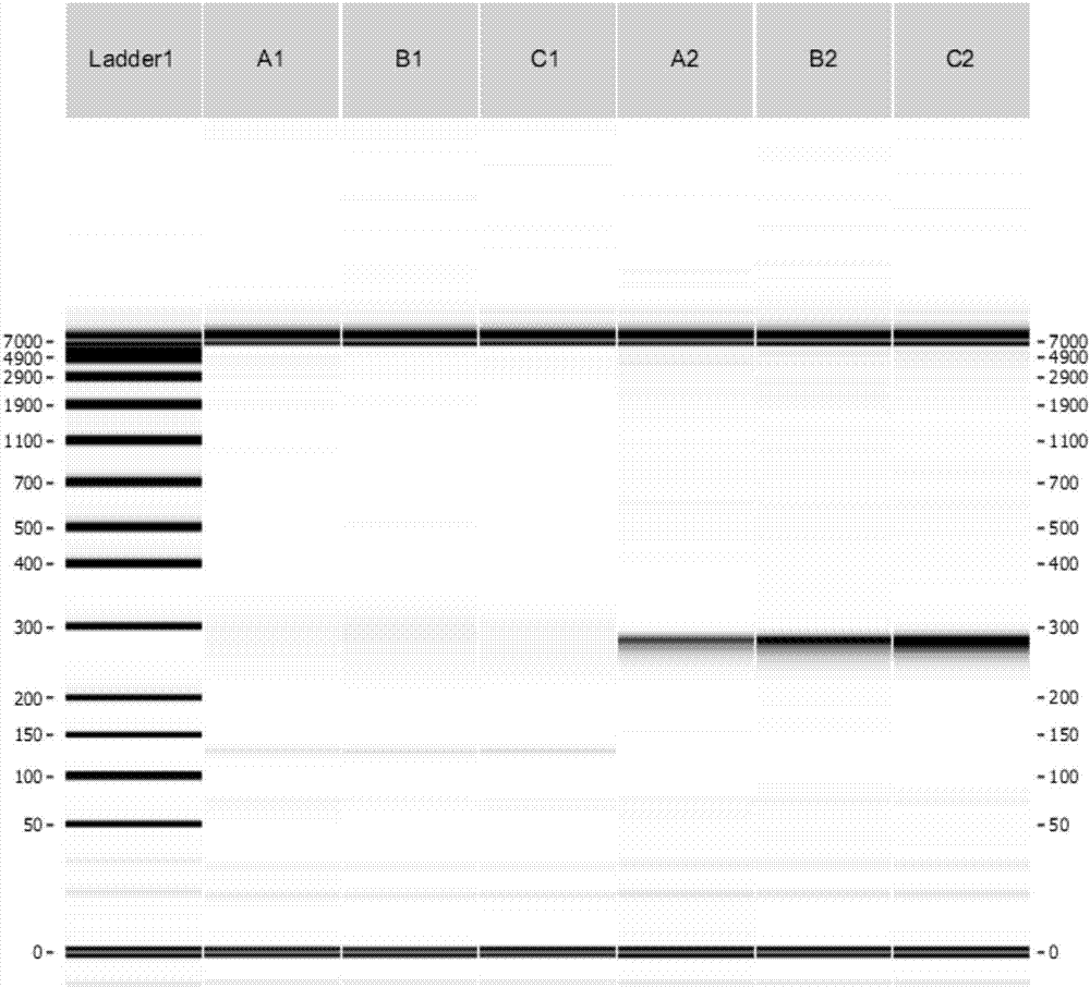 NGS database creating primer pool used for amplifying multiple targets in cfDNA sample and application