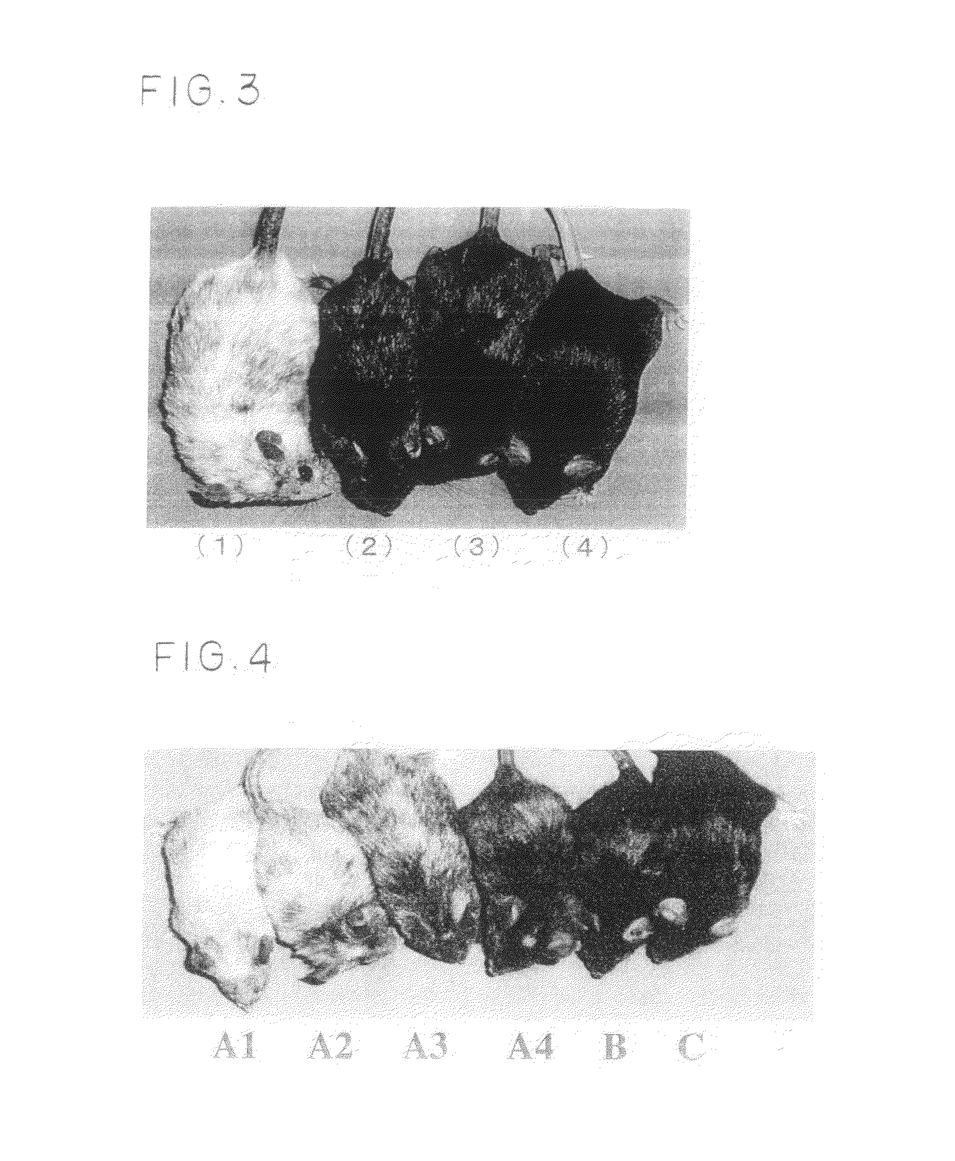 Model animal causing the white hair development and methods relating thereto