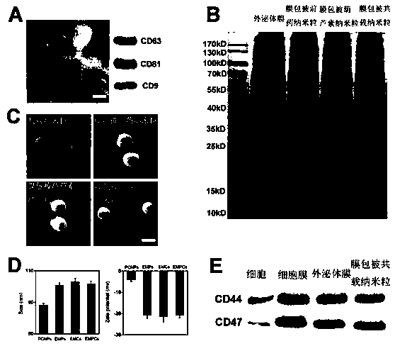 Cucurbitacin B and oxidation-responsive antitumor prodrug co-loaded bionic nanoparticle