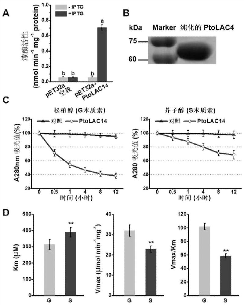 Method for regulating proportion of S/G type lignin and improving degradation and conversion efficiency of cell walls by using laccase PtoLAC14