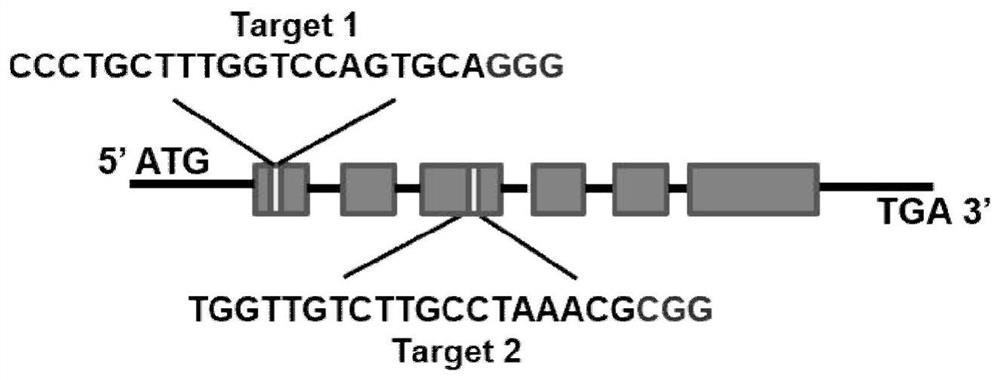 Method for regulating proportion of S/G type lignin and improving degradation and conversion efficiency of cell walls by using laccase PtoLAC14