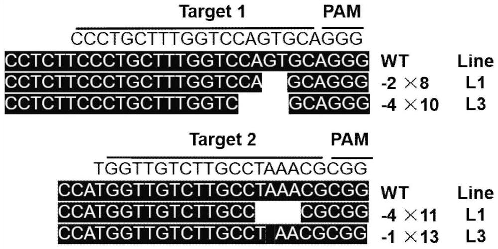 Method for regulating proportion of S/G type lignin and improving degradation and conversion efficiency of cell walls by using laccase PtoLAC14