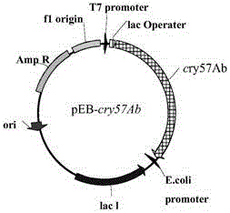 Bacillus thuringiensis LTS290 as well as insecticidal gene cry57Ab, expression protein and application of bacillus thuringiensis LTS290