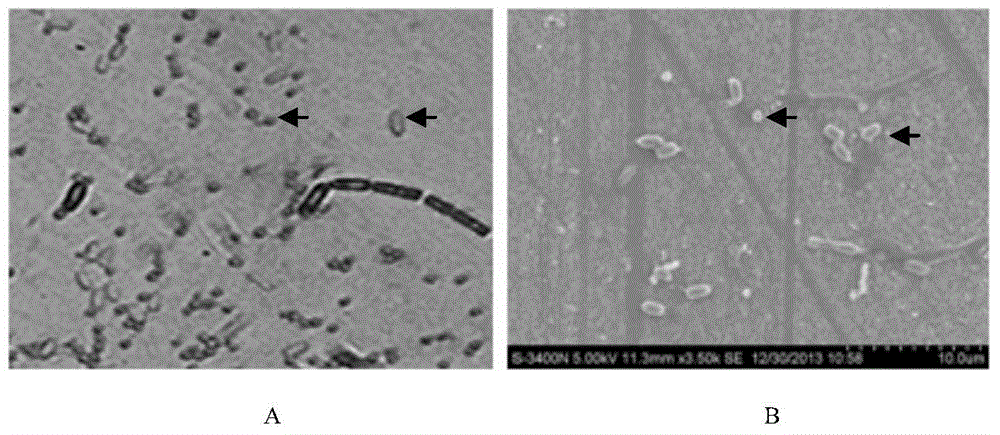 Bacillus thuringiensis LTS290 as well as insecticidal gene cry57Ab, expression protein and application of bacillus thuringiensis LTS290