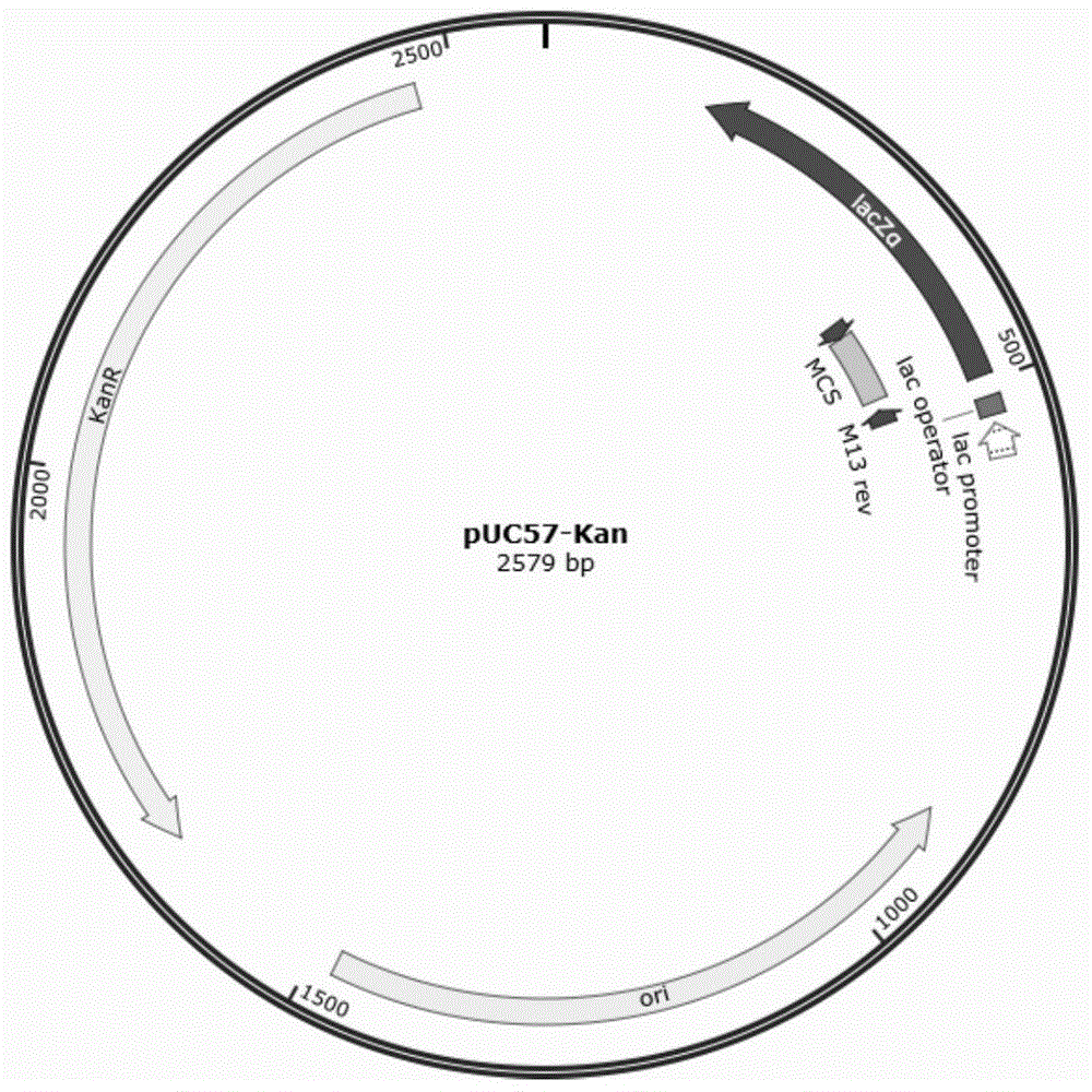 Method for simultaneously cloning multiple exogenous genes to microbial genome