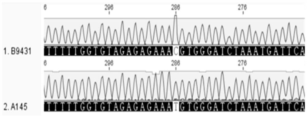 SNP Molecular Markers of Pepper Ripening and Its Application