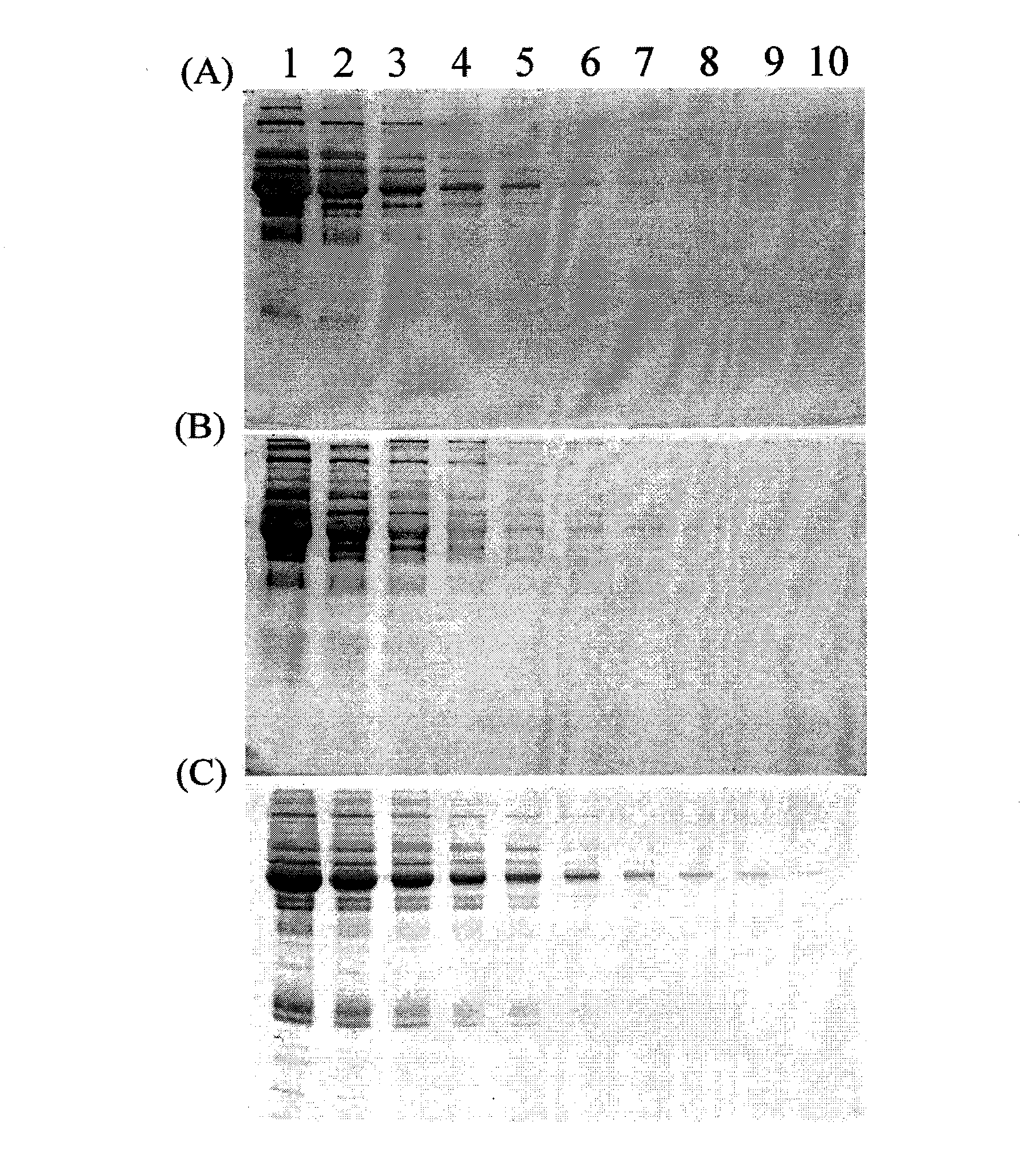 Application of 4 H-[1]-benzo pyran [4, 3-b] thiophene-2-formic acid hydrazide and derivative thereof in glycoprotein specific fluorescence detection