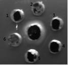 Cell-adapted strain of supervirulent chicken infectious bursal disease virus and its application