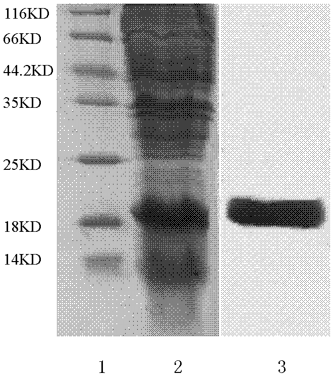 VHH (variable domain of heavy chain of heavy-chain antibody) antibody gene derived from anti-CyPA (CyclophilinA) animal of family Camelidae, encoded polypeptide, and application thereof