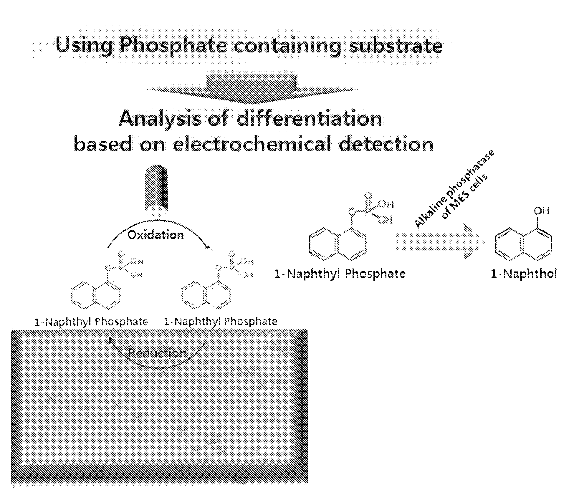 Sensor for detecting stem cell differentiation based on electrochemical methods