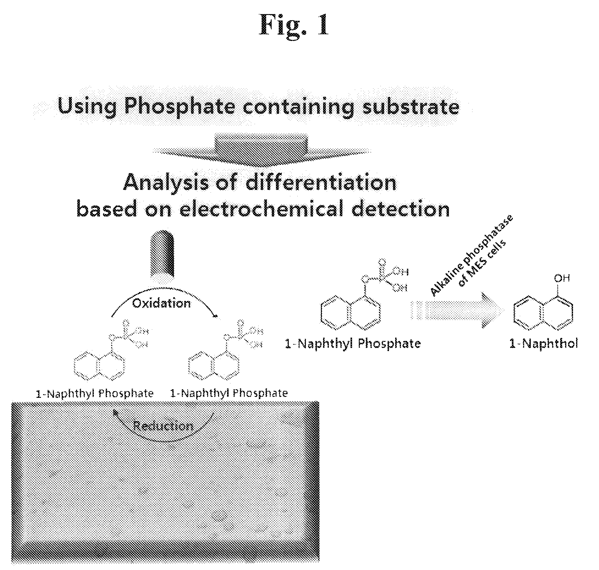 Sensor for detecting stem cell differentiation based on electrochemical methods