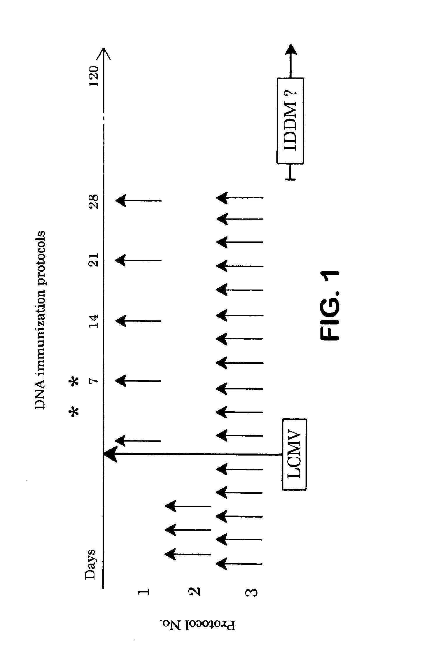 Compositions and methods for the treatment or prevention of autoimmune diabetes