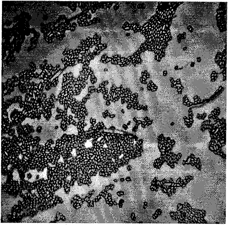 Gliocladium spp. strain for suppressing botrytis cinerea pers