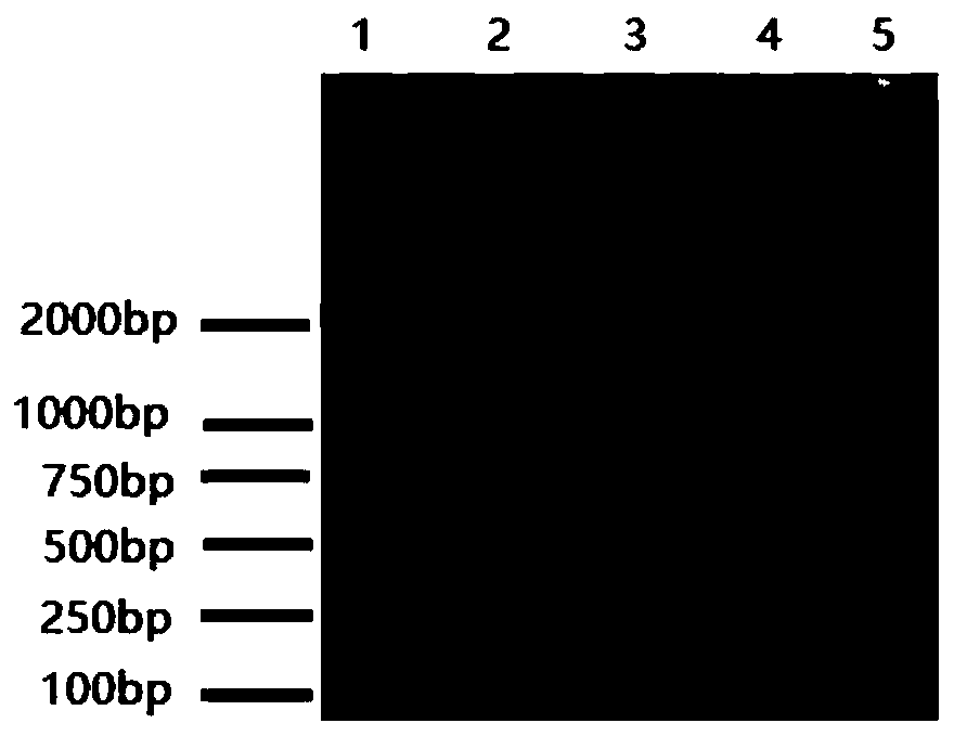 Method and device for evaluating immunity level