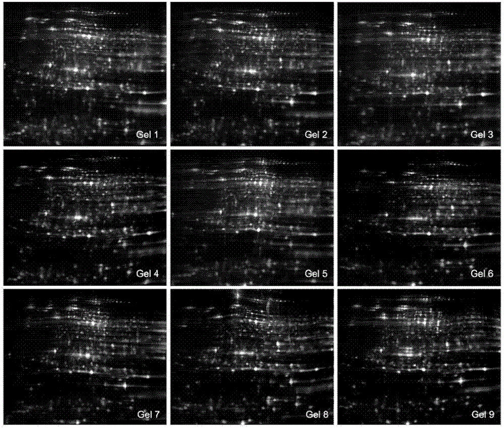 A method for evaluating the safety of transgenic plants