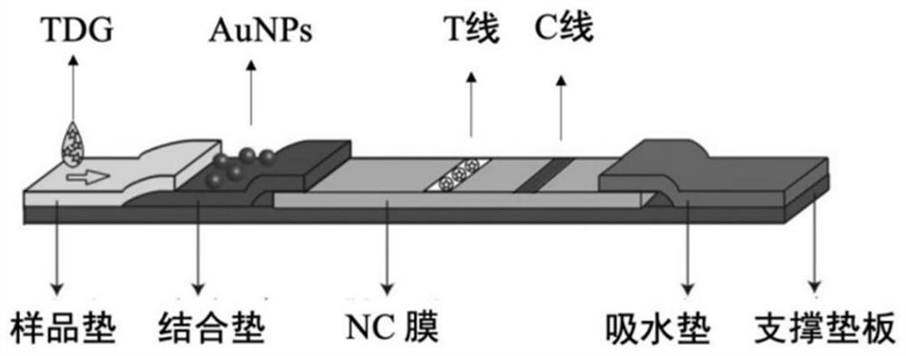 Novel lateral flow chromatography test strip based on molecular imprinting, preparation method and application of novel lateral flow chromatography test strip in detection of small molecular substance sulfur diethylene glycol