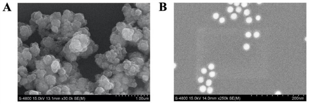 Novel lateral flow chromatography test strip based on molecular imprinting, preparation method and application of novel lateral flow chromatography test strip in detection of small molecular substance sulfur diethylene glycol