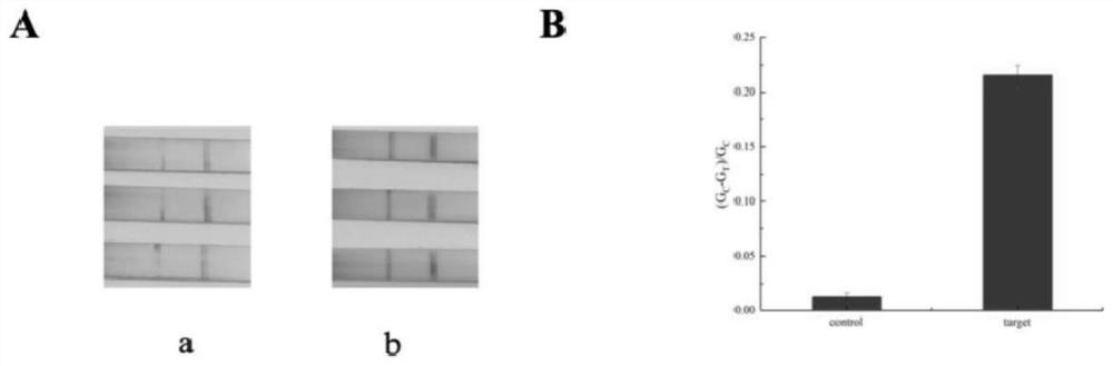 Novel lateral flow chromatography test strip based on molecular imprinting, preparation method and application of novel lateral flow chromatography test strip in detection of small molecular substance sulfur diethylene glycol