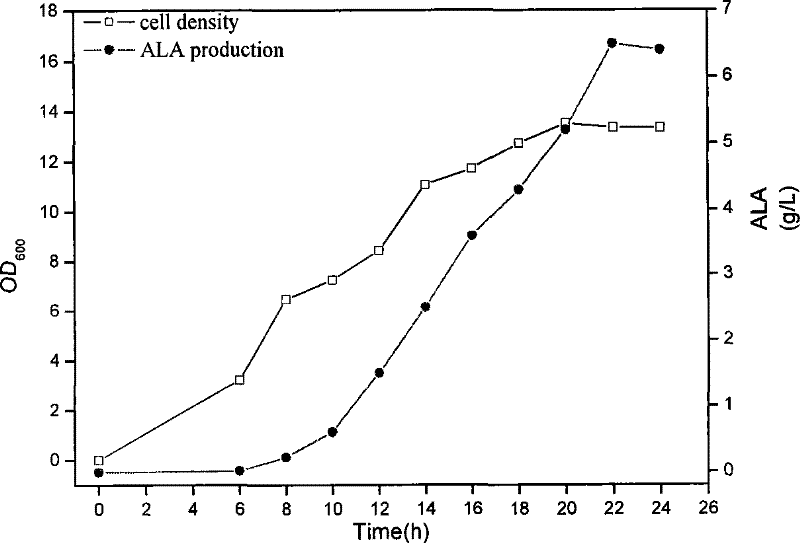 Engineering bacterium producing 5-glycyl ethylformic acid and construction and application method thereof